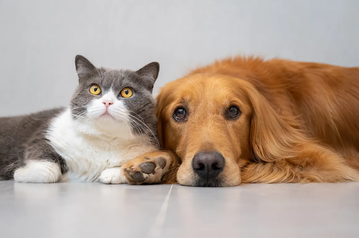 動物保護施設
